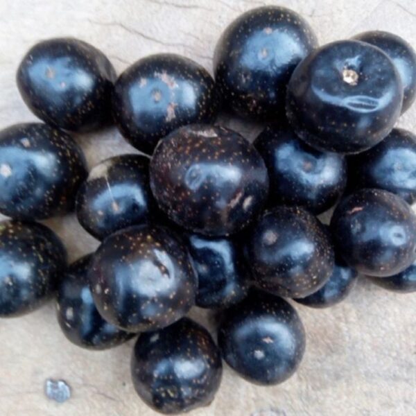 African Black Plum
