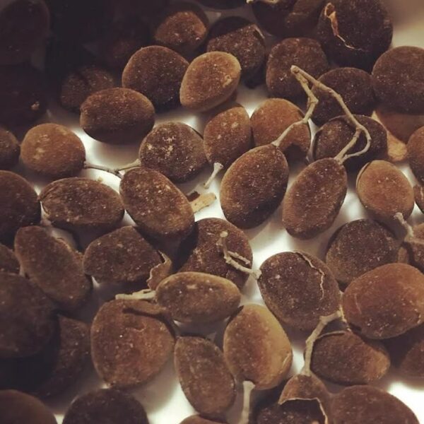 Black Velvet Tamarind(Miɛlɛ)